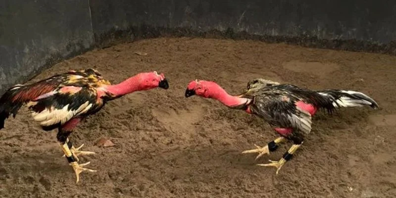 Chiến kê C1 thi đấu tại trường gà Thomo – Màn đối đầu đỉnh cao giữa các cao thủ