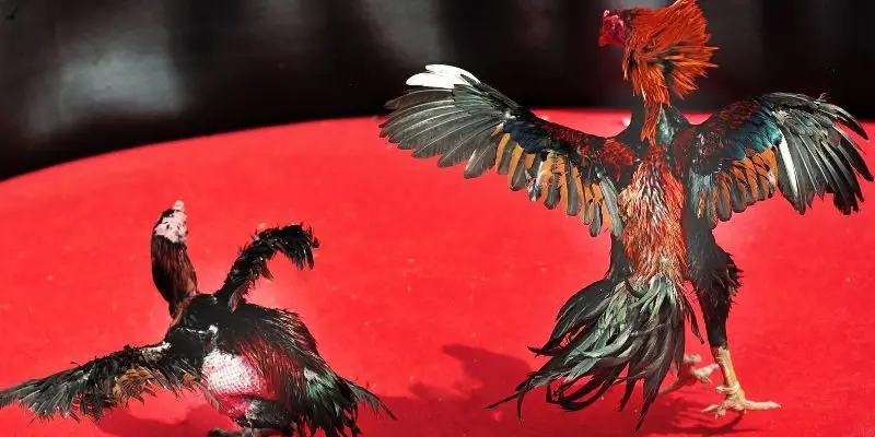 Chiến kê giao chiến quyết liệt trong trận đá gà nòi kéo dài nhiều hiệp đấu