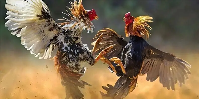 Đá Gà C1 – Hệ thống thi đấu chuyên nghiệp và hấp dẫn nhất 2025