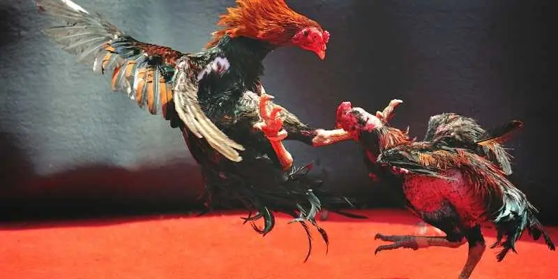 Gà nòi có thân hình săn chắc, cổ dài và dáng đứng hiên ngang