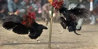 Người chơi đặt cược đá gà cựa dao trực tuyến với tỷ lệ kèo rõ ràng trên nền tảng uy tín