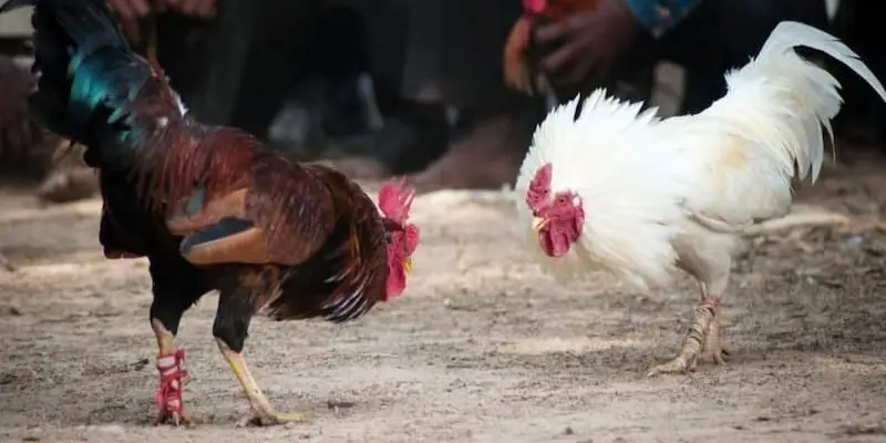 Pha ra đòn chính xác trong trận đá gà cựa dao khiến đối thủ gục ngã sau một cú đá mạnh