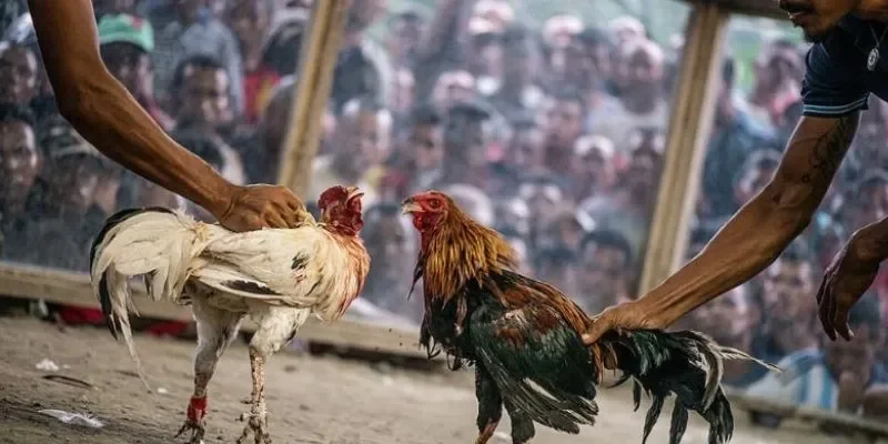 Phân cấp đá gà giúp cân bằng trận đấu và tăng độ kịch tính