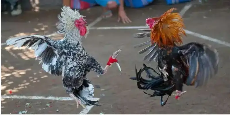 Xem trực tiếp đá gà Campuchia qua livestream Full HD – Trải nghiệm sống động và chân thực